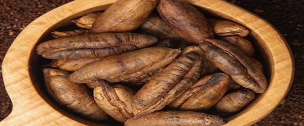 تصویر 3 از خرید هسته خرما عمده + قیمت فروش استثنایی