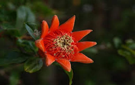 خرید و قیمت گیاه گلنار ایرانی + فروش  عمده