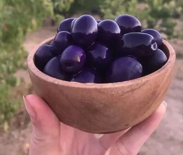 تصویر 5 از خرید و فروش زیتون بلوبری روغنی با شرایط فوق العاده