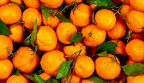 تصویر 4 از قیمت خرید نارنگی یافا شمال عمده به صرفه و ارزان