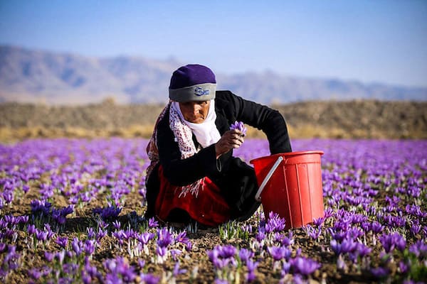 تصویر 2 از خرید زعفران ارگانیک تربت حیدریه + بهترین قیمت