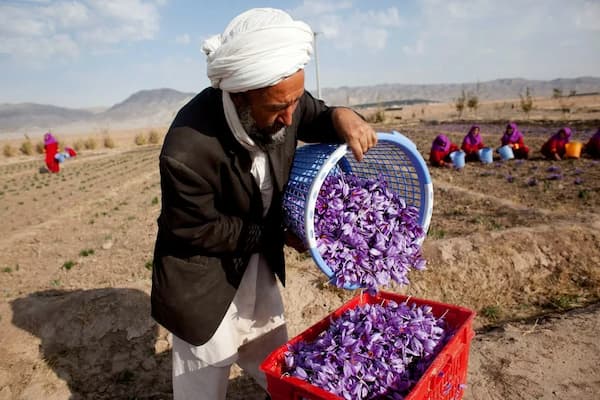 تصویر 5 از خرید زعفران ارگانیک تربت حیدریه + بهترین قیمت