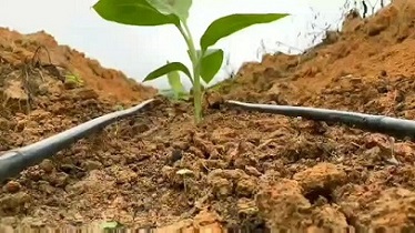 تصویر 4 از قیمت نوار قطره ای کشاورزی + خرید باور نکردنی