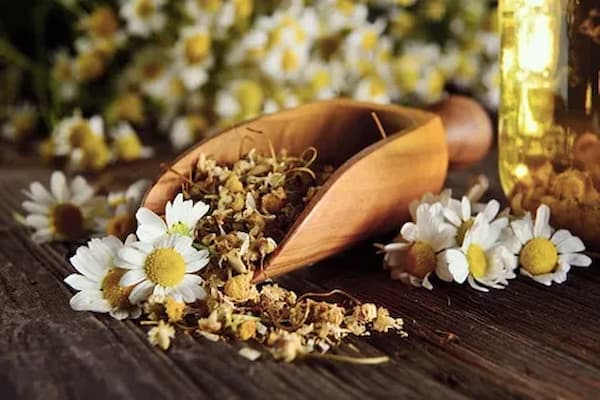 تصویر 4 از خرید گیاه بابونه خشک + قیمت عالی باکیفیت