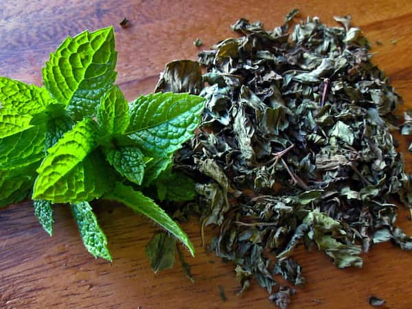 تصویر 1 از خرید و قیمت گیاه نعنا فلفلی خشک + فروش عمده