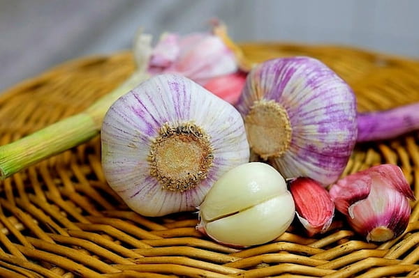 تصویر 4 از خرید و قیمت سیر سبز تازه + فروش صادراتی