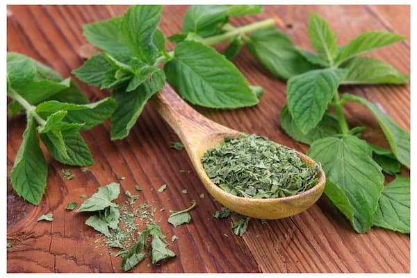 تصویر 4 از خرید و قیمت گیاه نعنا خشک + فروش عمده