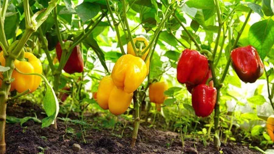 تصویر 5 از قیمت خرید فلفل دلمه ای گلخانه ای عمده به صرفه و ارزان