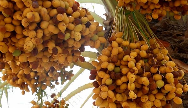 تصویر 2 از خرید قیمت خرما برحی تازه + قیمت فروش استثنایی