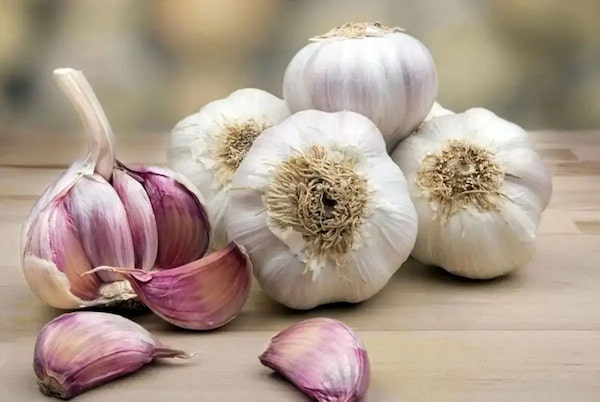تصویر 3 از قیمت خرید سیر قرمز صادراتی + فروش ویژه