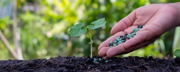 تصویر 4 از خرید کود گلدهی خیار گلخانه ای + بهترین قیمت