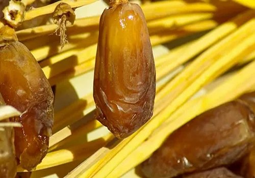 تصویر 2 از قیمت خرید خرما رطب زرد با فروش عمده