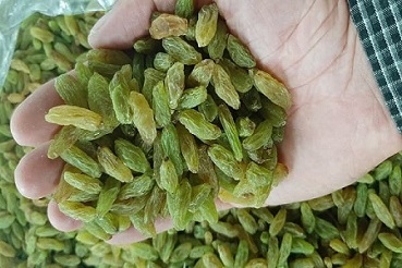 کشمش سبز لوکس کاشمر