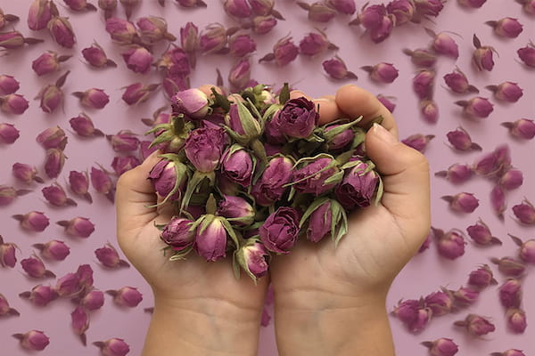 تصویر 4 از خرید و قیمت غنچه گل محمدی صادراتی + فروش صادراتی