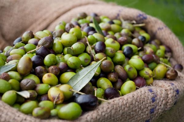 فروش زیتون تازه چیده شده + قیمت خرید به صرفه