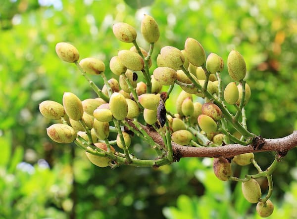 تصویر 2 از قیمت خرید پسته کله قوچی خام + فروش ویژه