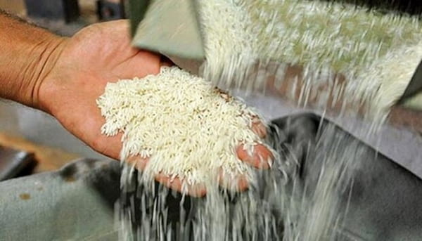 تصویر 5 از فروش برنج طارم هاشمی درجه یک + قیمت خرید به صرفه