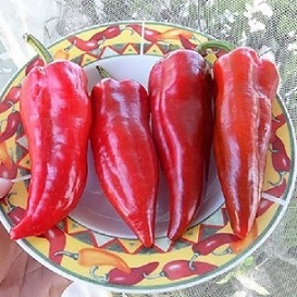 تصویر 5 از قیمت فلفل دلمه ای ایتالیایی + خرید باور نکردنی