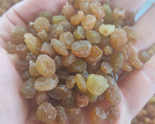 تصویر 2 از قیمت کشمش افتابی شیراز با کیفیت ارزان + خرید عمده