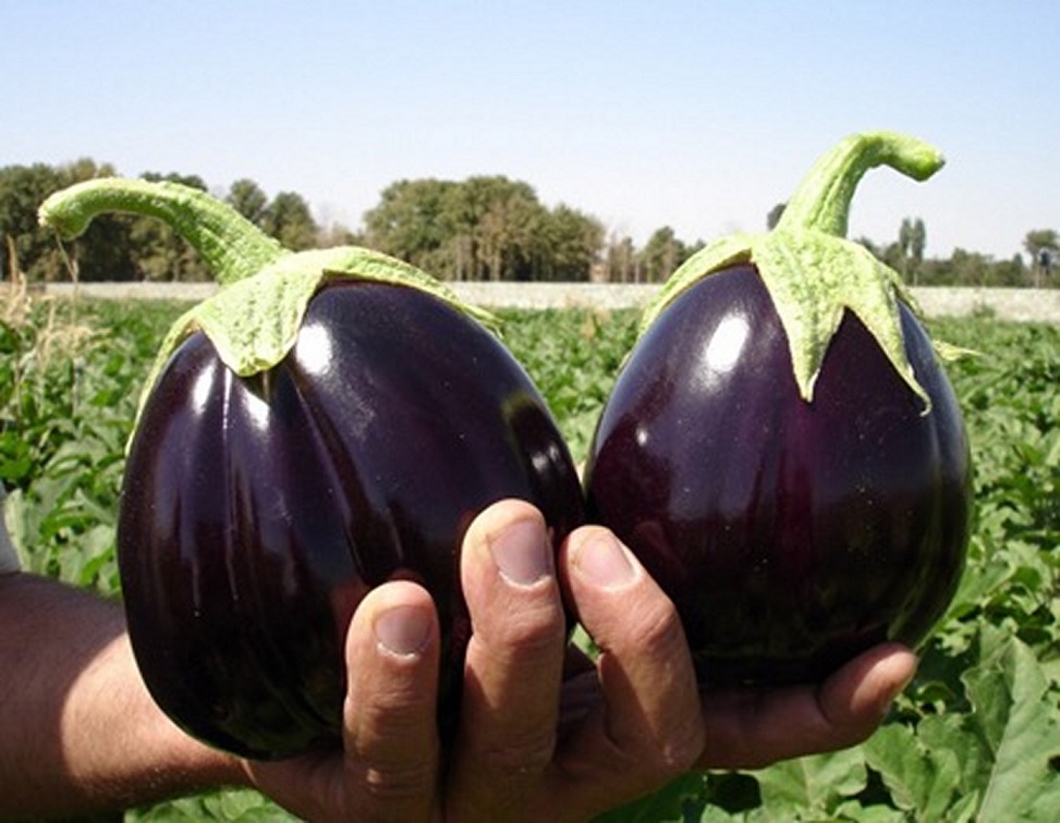 تصویر 3 از قیمت بادمجان دلمه ای شیرین + خرید باور نکردنی