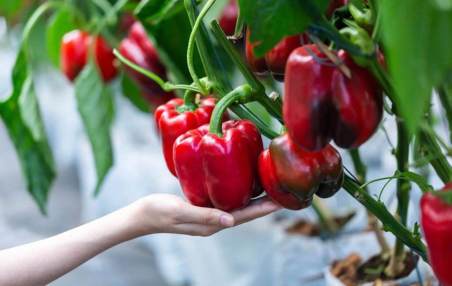 تصویر 4 از قیمت فلفل دلمه ای مینیاتوری + خرید باور نکردنی