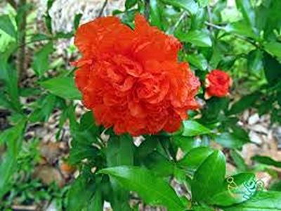 تصویر 1 از خرید و قیمت گیاه گلنار پارسی + فروش عمده