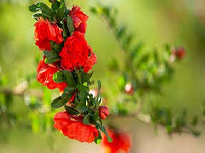 تصویر 2 از خرید و قیمت گیاه گلنار پارسی + فروش عمده