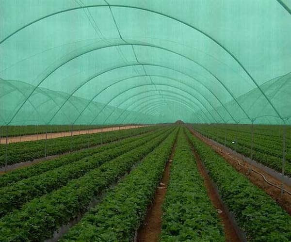 تصویر 1 از قیمت نایلون گلخانه ای سبز + خرید باور نکردنی