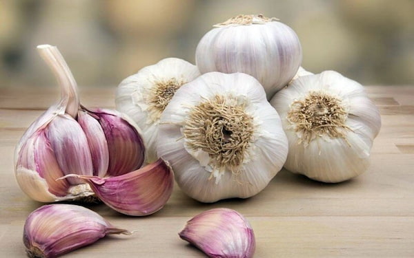 تصویر 5 از فروش سیر محلی همدان + قیمت خرید به صرفه