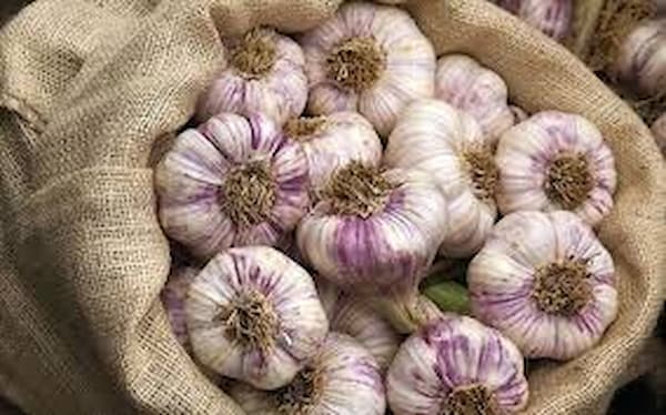 تصویر 2 از فروش سیر محلی همدان + قیمت خرید به صرفه
