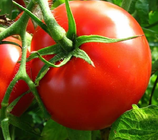 تصویر 3 از گوجه‌ فرنگی تزیینی  بسته‌ بندی شده با استاندارد بهداشتی