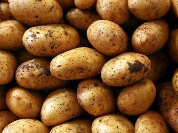 تصویر 4 از قیمت خرید سیب زمینی قروه سنندج + فروش ویژه