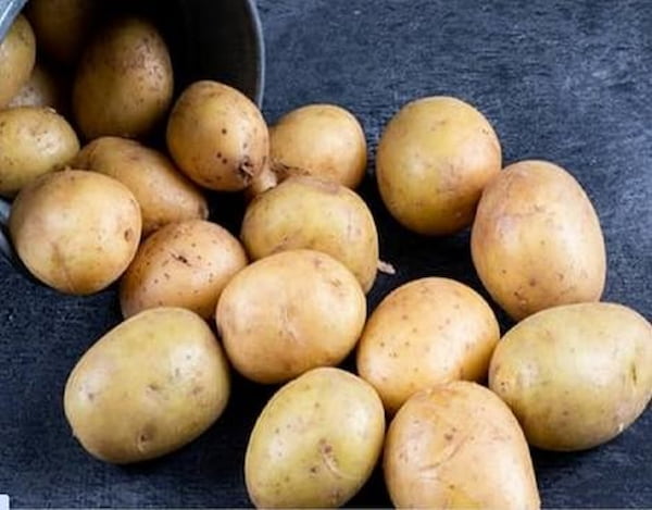 قیمت خرید سیب زمینی قروه سنندج + فروش ویژه