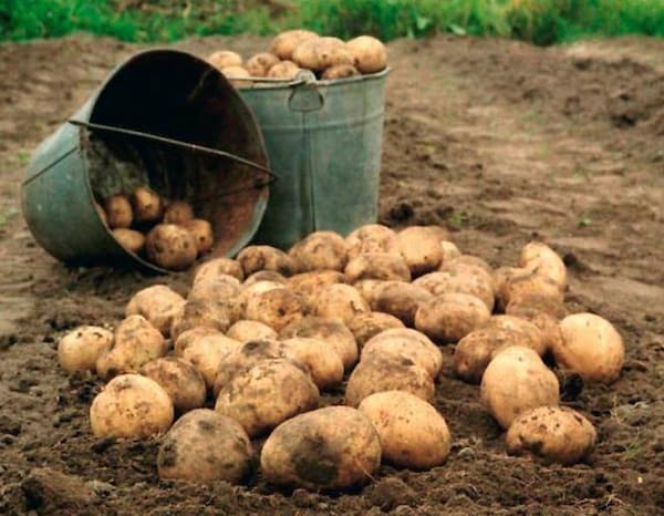 تصویر 3 از راهنمای خرید سیب زمینی جلی + قیمت عالی