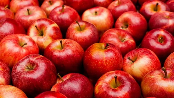 تصویر 5 از خرید سیب قرمز شیرین + قیمت فروش استثنایی