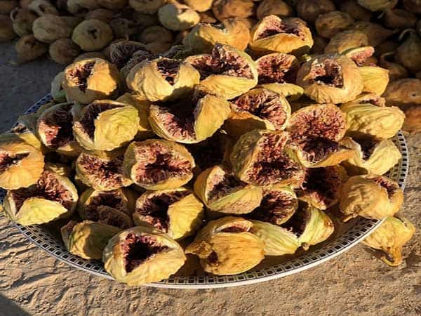 راهنمای خرید انجیر خشک شیراز + قیمت عالی