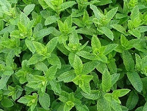 قیمت سبزی نعناع