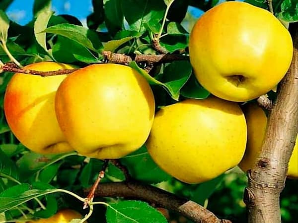 تصویر 2 از فروش سیب زرد دماوند + قیمت خرید به صرفه