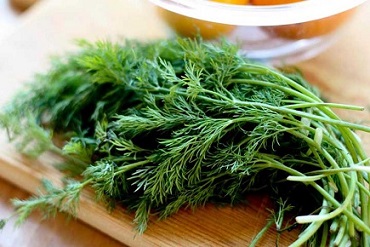 تصویر 1 از قیمت خرید سبزی شوید تازه + فروش ویژه