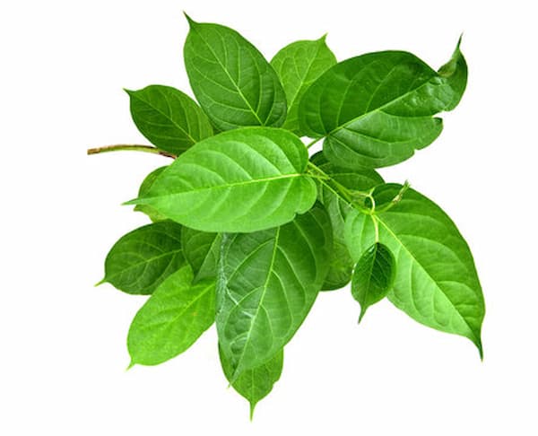 تصویر 1 از قیمت برگ حنا عمده + خرید باور نکردنی