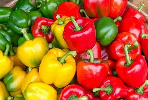 تصویر 5 از خرید و قیمت فلفل دلمه ای شیرین + فروش صادراتی