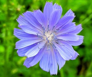 تصویر 3 از خرید و فروش شربت گیاهی کاسنی با شرایط فوق العاده