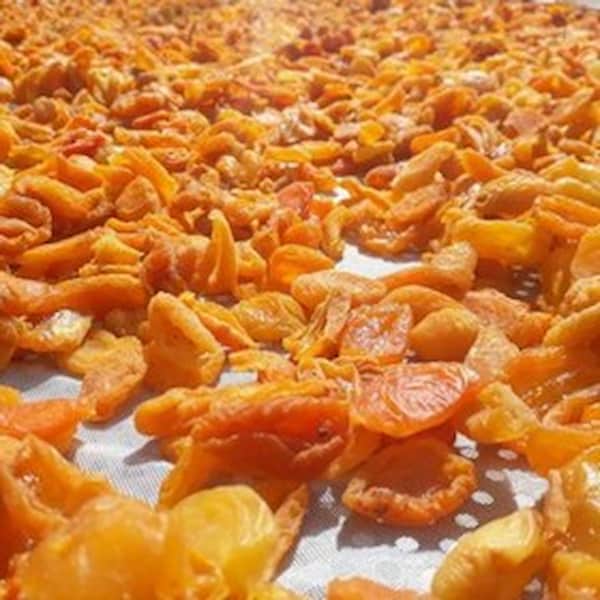 تصویر 1 از قیمت خرید برگه زردآلو آفتابی با فروش عمده