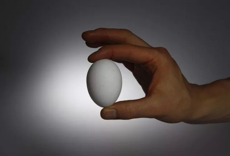 تصویر 5 از فروش تخم مرغ ماشینی ریز مارک دار + قیمت خرید به صرفه