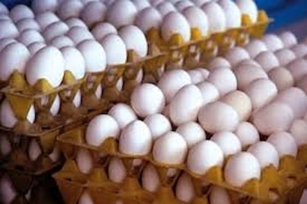 تصویر 5 از فروش تخم مرغ ماشینی فله + قیمت خرید به صرفه