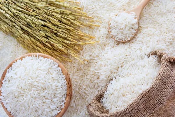 تصویر 1 از خرید و فروش برنج کامفیروزی درجه ۱ با شرایط فوق العاده