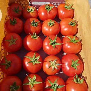 تصویر 1 از قیمت خرید گوجه فرنگی گلخانه ای صادراتی با فروش عمده