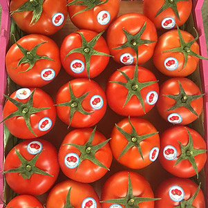تصویر 2 از قیمت خرید گوجه فرنگی گلخانه ای صادراتی با فروش عمده