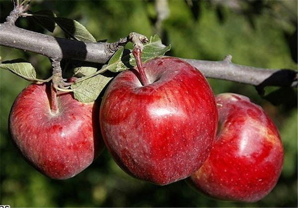 تصویر 3 از فروش سیب درختی درجه یک + قیمت خرید به صرفه