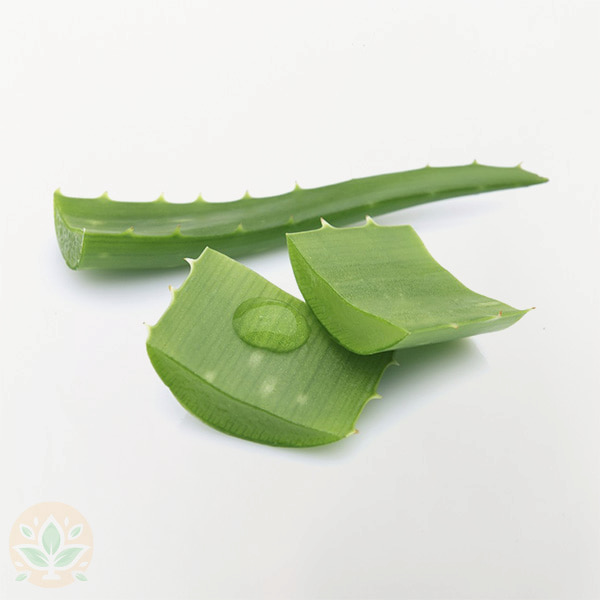 تصویر 5 از خرید برگ ژل آلوئه ورا + قیمت فروش استثنایی
